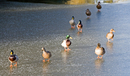 Ducks 